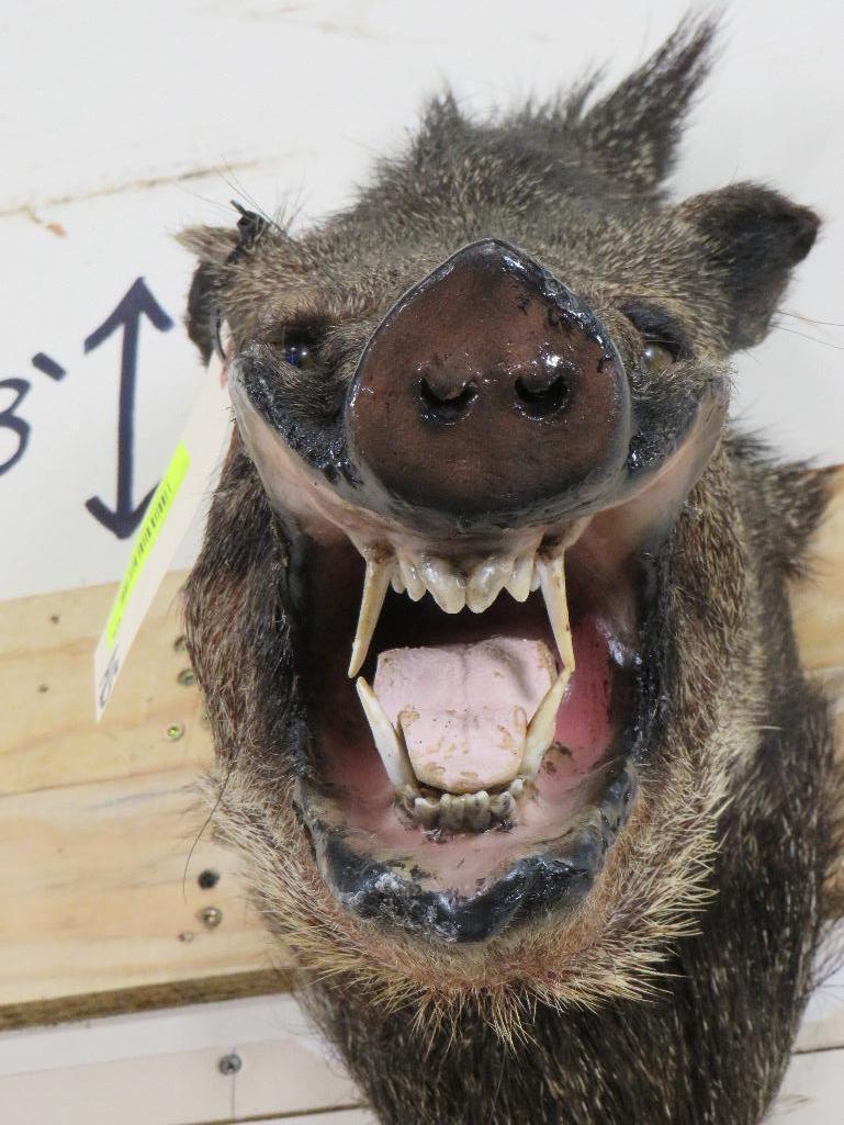 Javelina Sh Mt TAXIDERMY