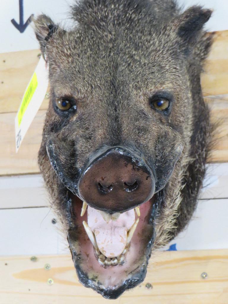 Javelina Sh Mt TAXIDERMY