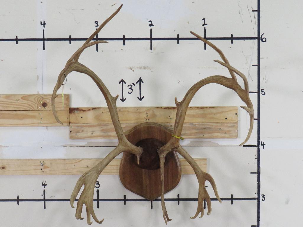 Caribou Rack on Plaque TAXIDERMY
