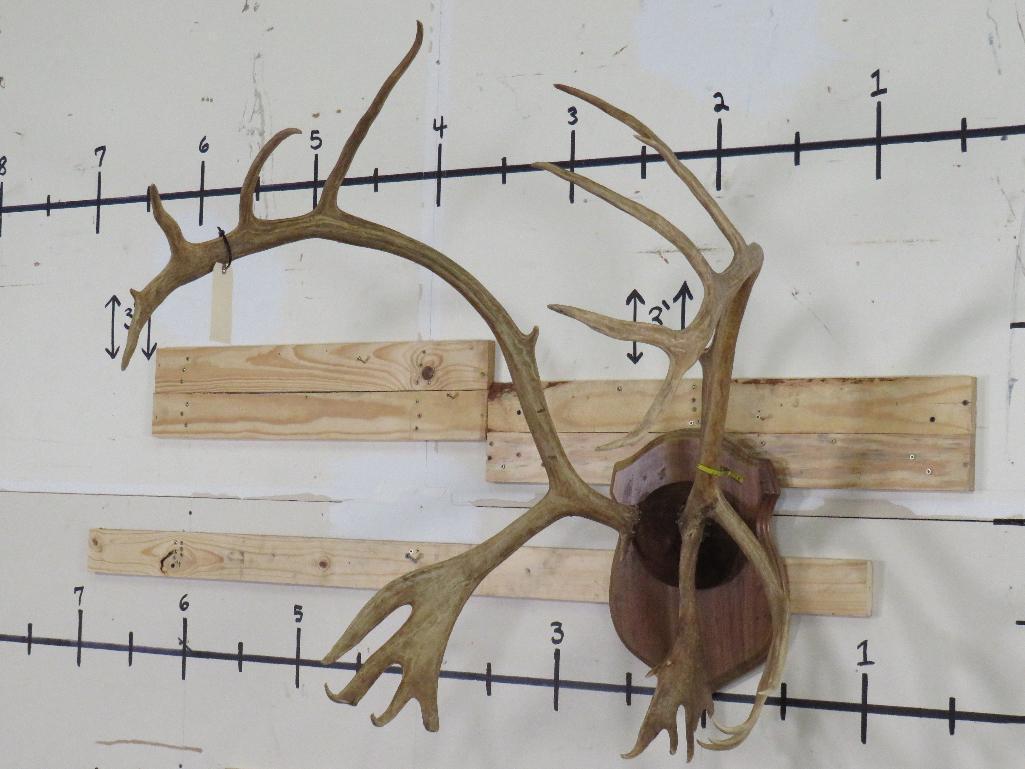 Caribou Rack on Plaque TAXIDERMY