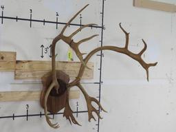 Caribou Rack on Plaque TAXIDERMY