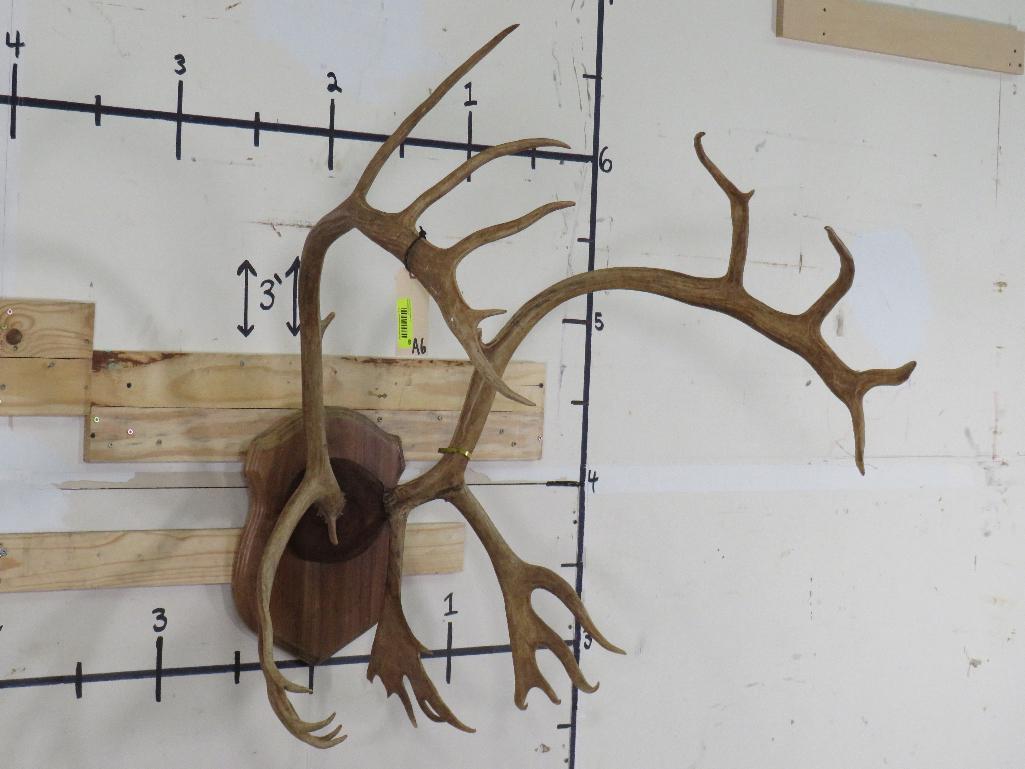 Caribou Rack on Plaque TAXIDERMY