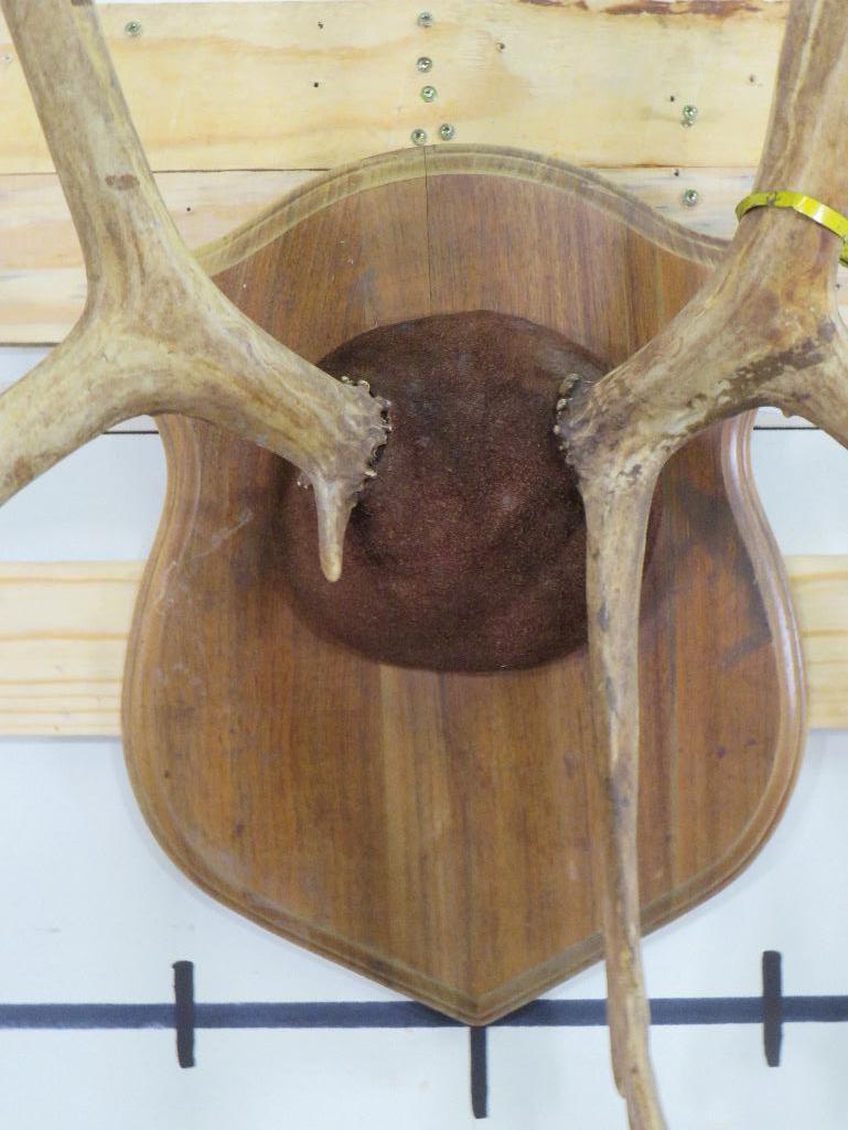 Caribou Rack on Plaque TAXIDERMY