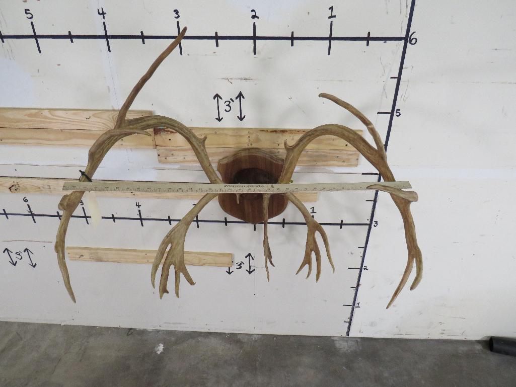 Caribou Rack on Plaque TAXIDERMY