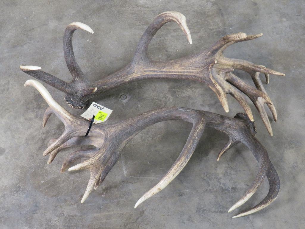 Stag Sheds 30Pts!! Nice Sheds TAXIDERMY