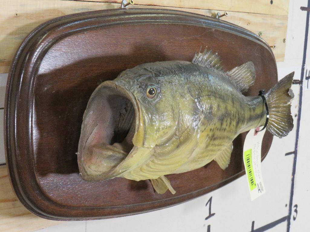 Vintage Bass on Plaque TAXIDERMY