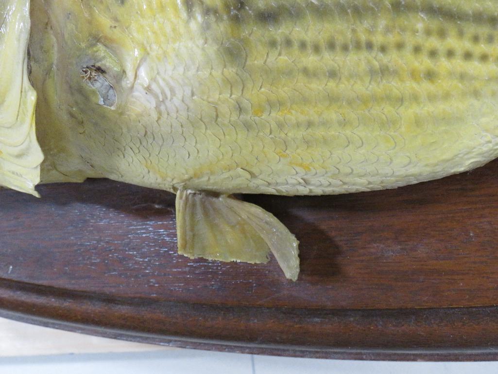 Vintage Bass on Plaque TAXIDERMY