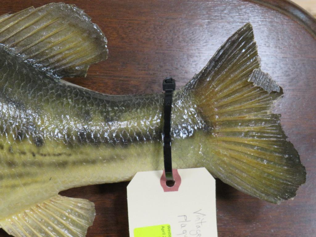 Vintage Bass on Plaque TAXIDERMY