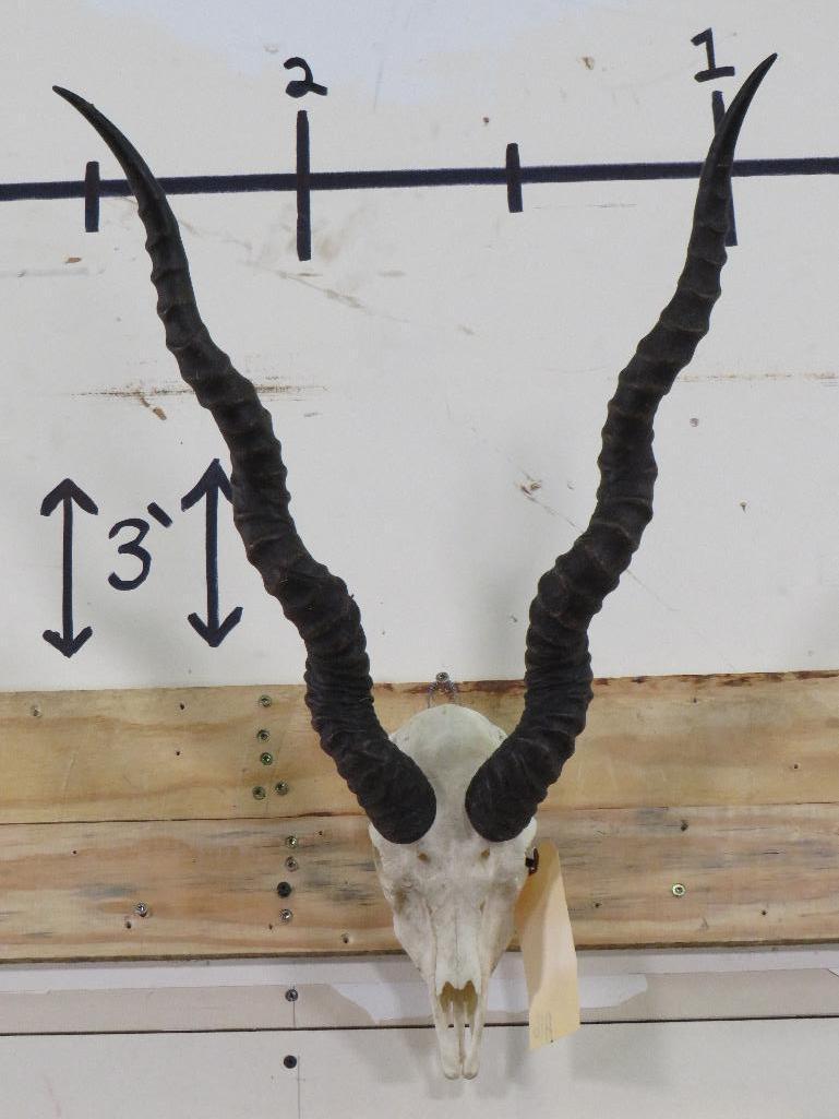 Blackbuck Skull TAXIDERMY