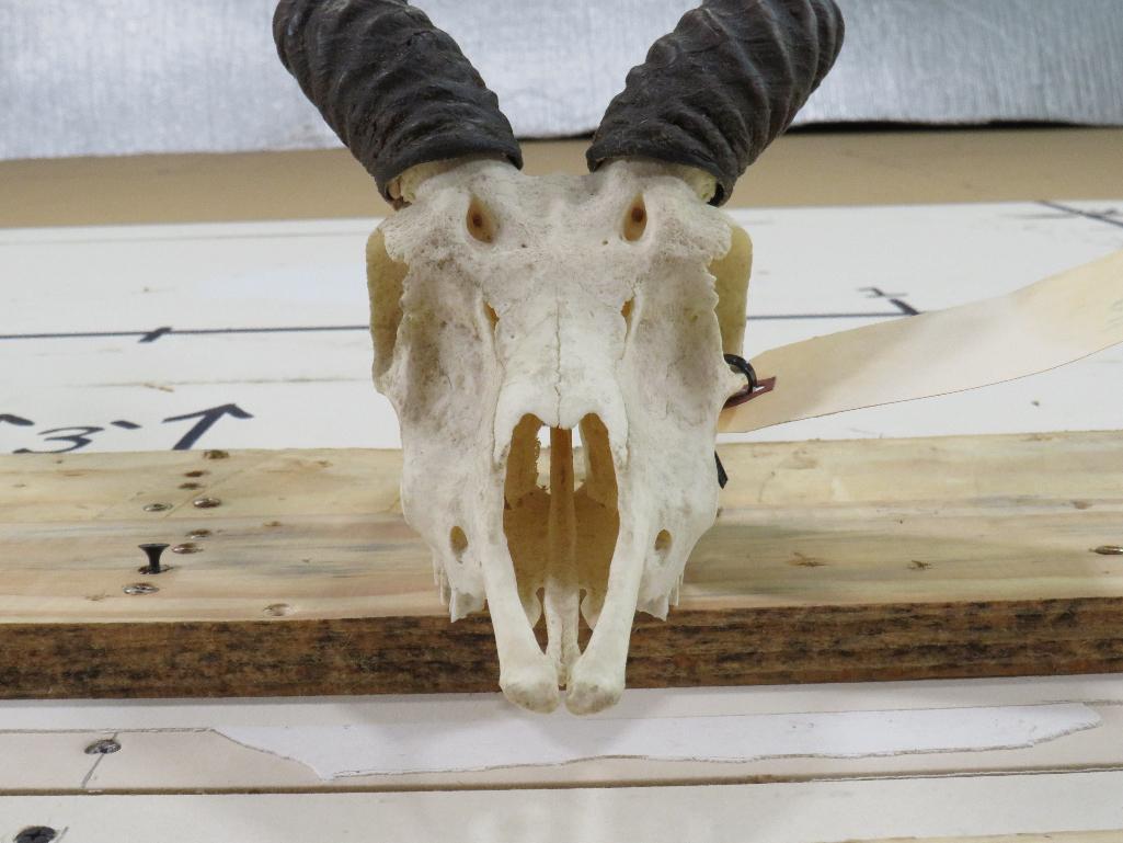 Blackbuck Skull TAXIDERMY