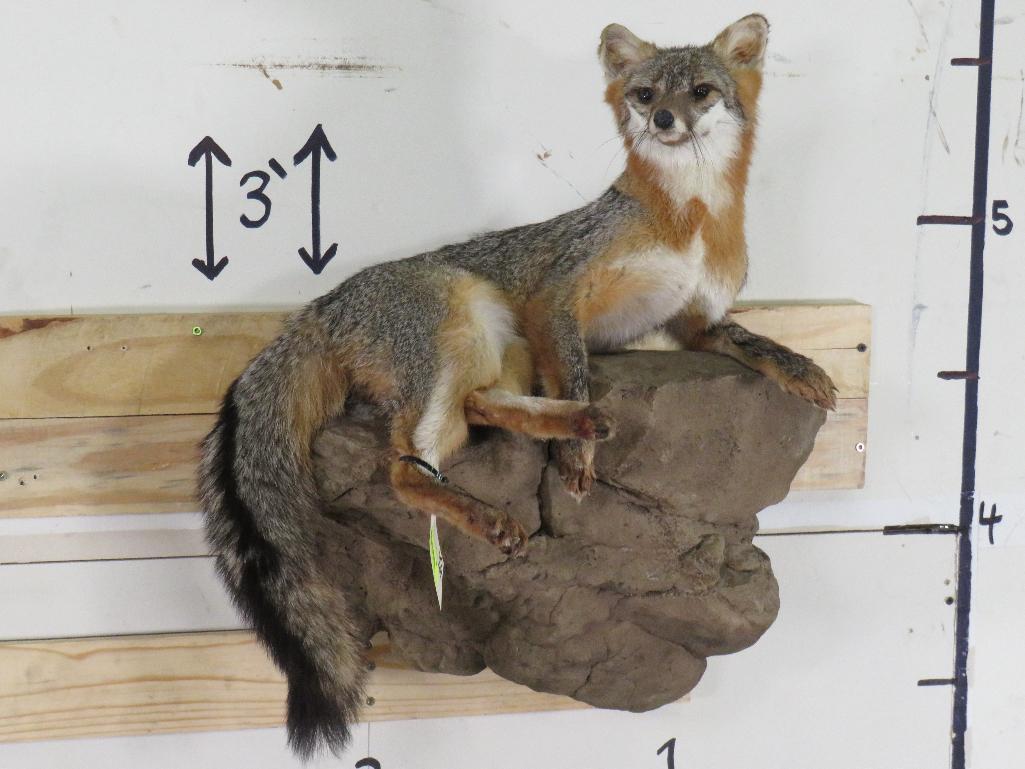 Lifesize Grey Fox on Base *Fox can be removed from base TAXIDERMY