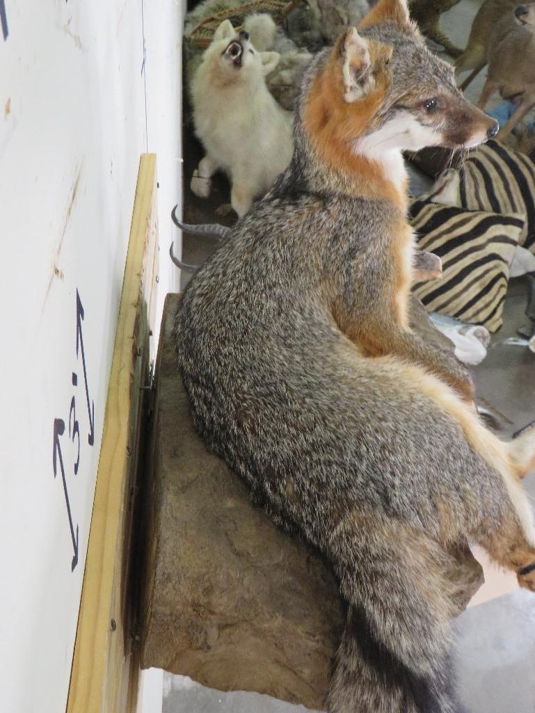 Lifesize Grey Fox on Base *Fox can be removed from base TAXIDERMY