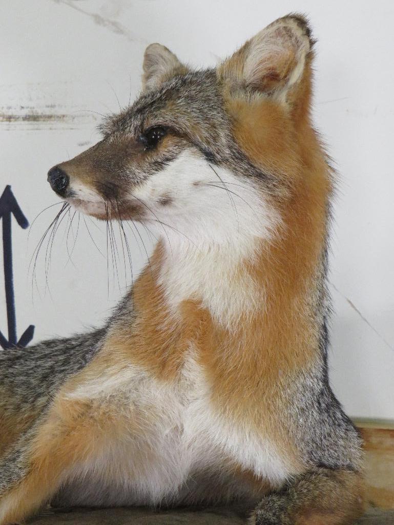 Lifesize Grey Fox on Base *Fox can be removed from base TAXIDERMY