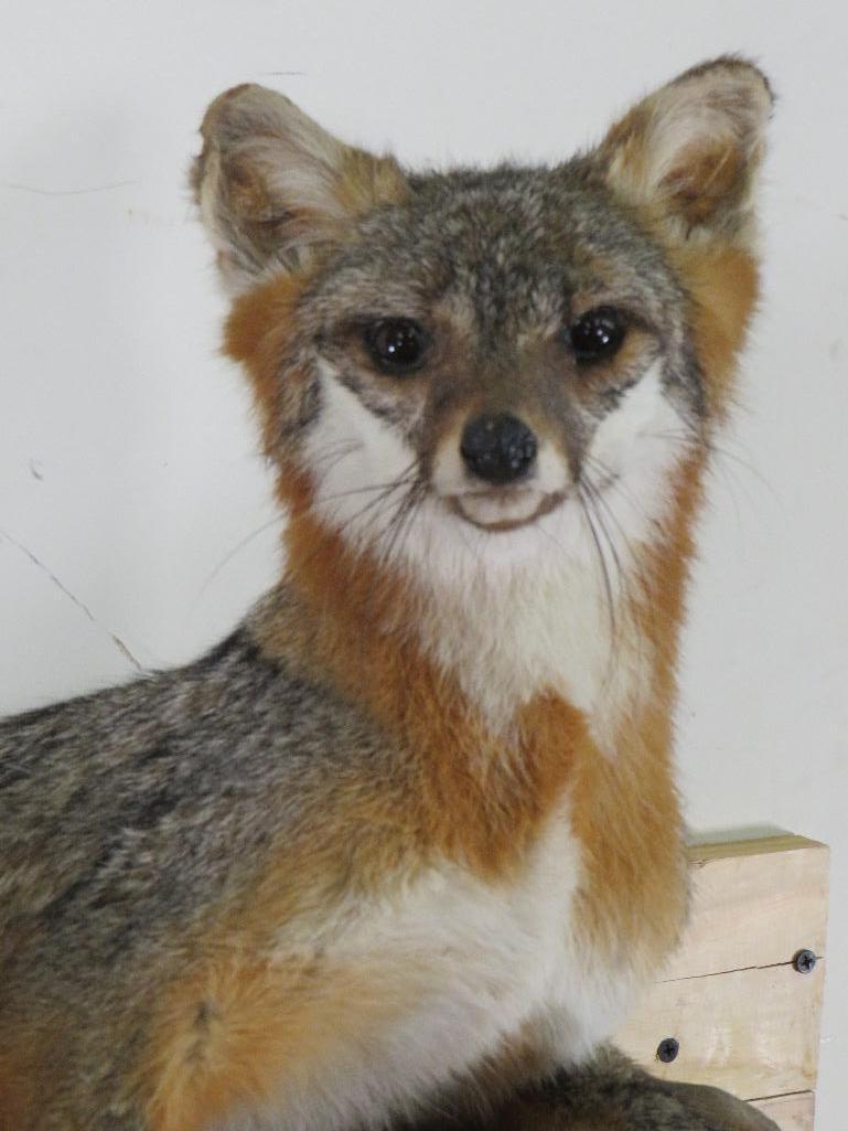 Lifesize Grey Fox on Base *Fox can be removed from base TAXIDERMY