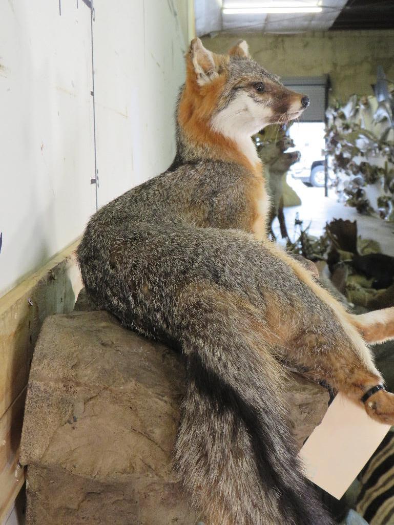 Lifesize Grey Fox on Base *Fox can be removed from base TAXIDERMY