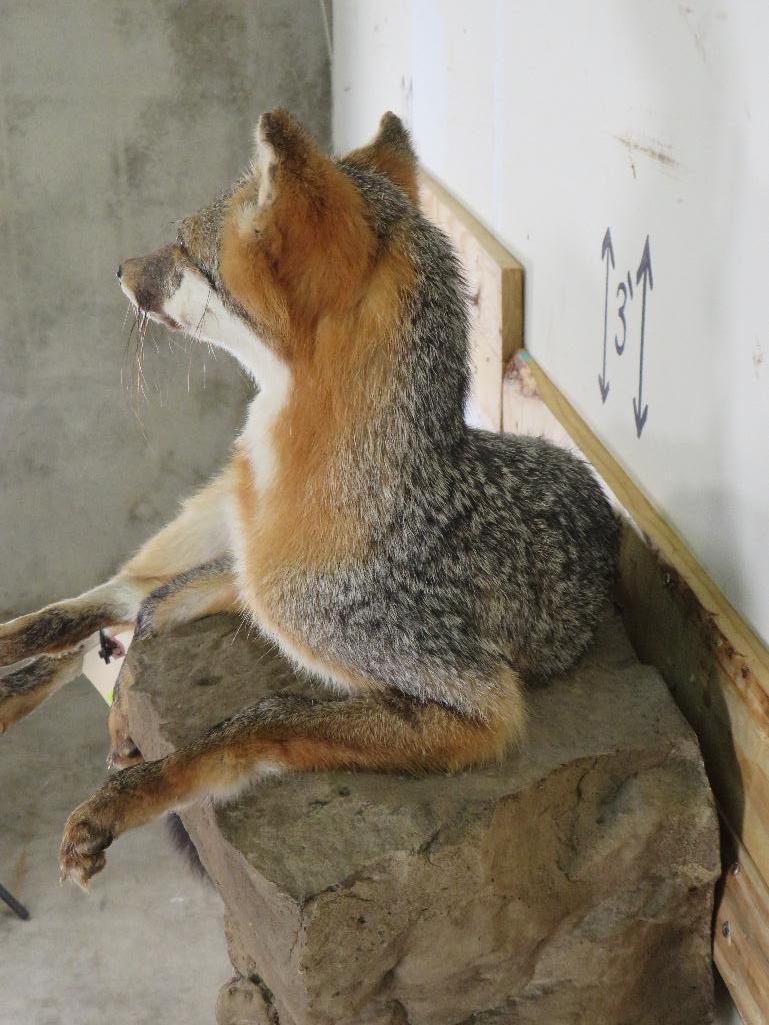 Lifesize Grey Fox on Base *Fox can be removed from base TAXIDERMY