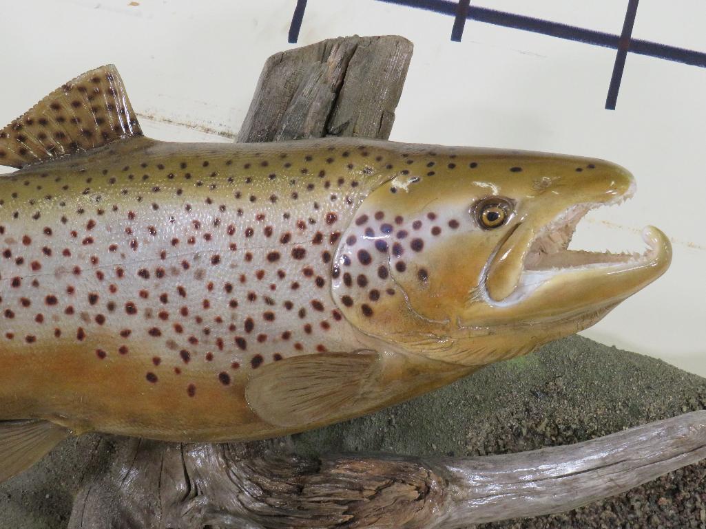 Very Nice Repro Brown Trout on Realistic Scene TAXIDERMY