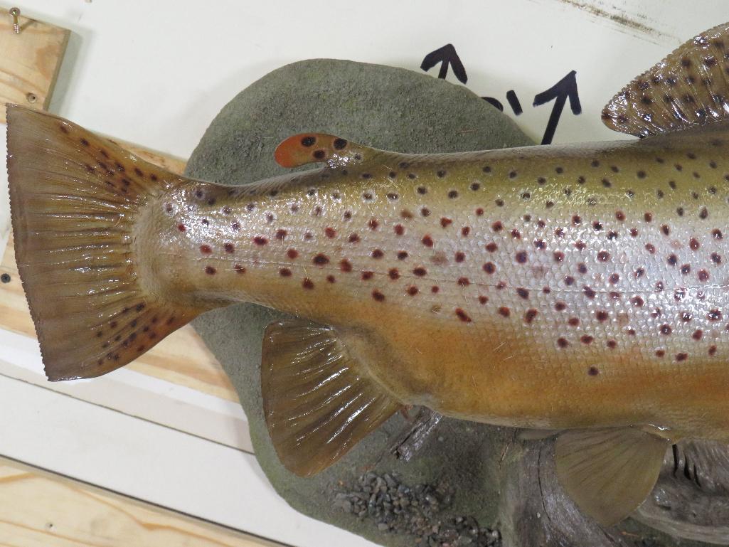 Very Nice Repro Brown Trout on Realistic Scene TAXIDERMY