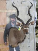 Kudu Sh Mt TAXIDERMY