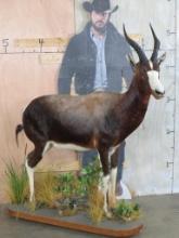 Nice Lifesize Blesbok on Nice Base w/wheels TAXIDERMY