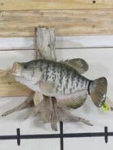 Real Skin Crappie on Natural Wood TAXIDERMY