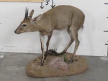 Lifesize Duiker on Base TAXIDERMY