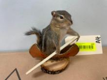 Cute, little canoeing Chipmuck 5 1/2 inches tall X 5 inches long , going down the river NEW taxiderm