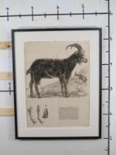 Very Big Print of Old Spanish Educational Zoology Poster ART PRINT