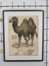 Very Big Print of Old Spanish Educational Zoology Poster ART PRINT