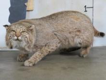 Lifesize Crouching Bobcat, free standing TAXIDERMY