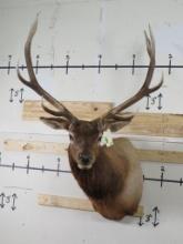 Nice Elk Sh Mt TAXIDERMY