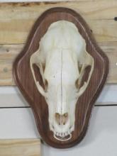 Nice Black Bear Skull on Plaque w/All Teeth TAXIDERMY