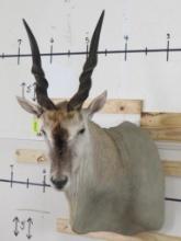 Eland Sh Mt TAXIDERMY