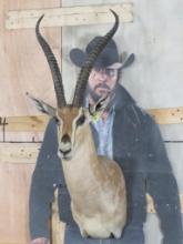 Grant's Gazelle Sh Mt TAXIDERMY