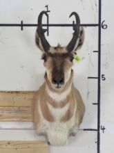 Pronghorn Sh Mt TAXIDERMY