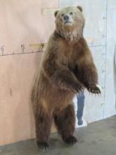 Very Nice Lifesize Big Grizzly Bear on Bolts TAXIDERMY