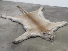 Nice Felted Mountain Lion Rug w/Mounted Head TAXIDERMY