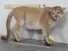 Lifesize Mountain Lion *No Base TAXIDERMY