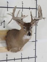 28Pt Whitetail Sh Mt w/Drop Tine TAXIDERMY