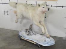 Lifesize Artic Wolf on Base TAXIDERMY