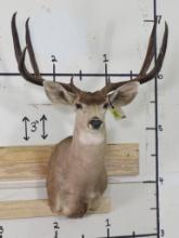 Mule Deer Sh Mt w/30 5/8" Spread TAXIDERMY