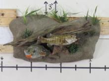 Nice Bass & Bluegill on Realistic Water Scene w/Natural Wood TAXIDERMY