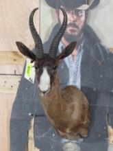 Chocolate Springbok Sh Mt TAXIDERMY