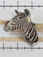 Vintage Zebra Sh Mt TAXIDERMY