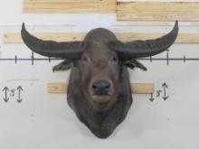 Big Water Buffalo Sh Mt w/4' Spread TAXIDERMY