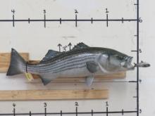 XL Nice Striper Bass Chasing a Bait Fish TAXIDERMY