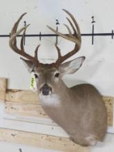 10pt Whitetail Sh Mt TAXIDERMY