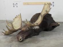 Dead Moose Mount w/XL Repro Rack 56.5" Spread TAXIDERMY