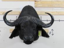 Cape Buffalo Sh Mt w/40.5"Spread TAXIDERMY