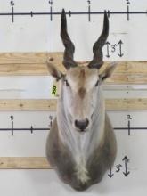 Eland Sh Mt w/Removable Horns TAXIDERMY